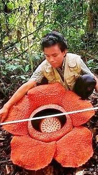 Creepy Plants That Trap Animals And Slowly Digest Them