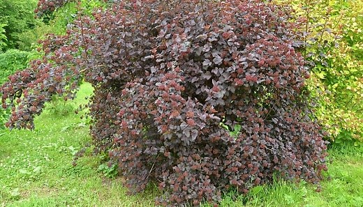 Ninebark Companion Plants: 15 Stunning Complimentary Options