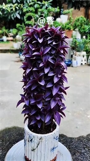 Purple Bamboo Plum Pillar Design! #PurpleBambooPlumDesign #PlantingTipsAndFlowerKnowledge