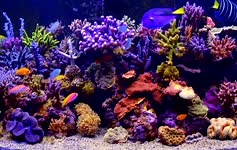 Aquarium Live Wallpaper