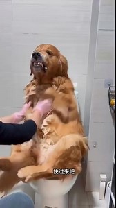 1.4M views · 10K reactions | Animal Funny Scenes Please Like & share #animal #funnyanimal #animallover #animalcomedy #comedy #funny #jabardasth #jabardasthcomedy #telugucomedy #viralreel #trendingreel #highlights @everyone @followers | Thirumala Kumar Konam | Facebook