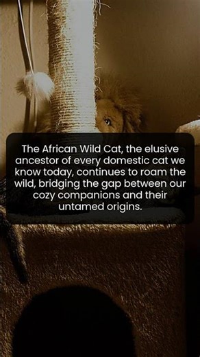 The fascinating connection between wild ancestors and house cats