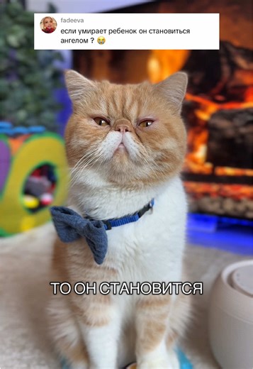 Mystical Predictions and Cats of Bayside Town