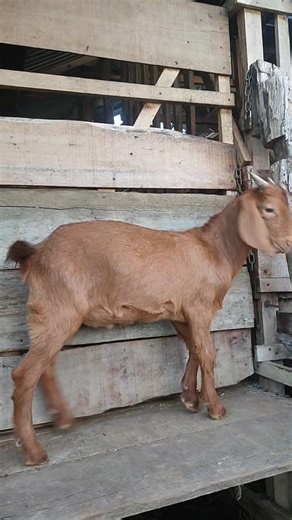 Hasil Perkawinan Kambing Boer F2 Usia 7 Bulan