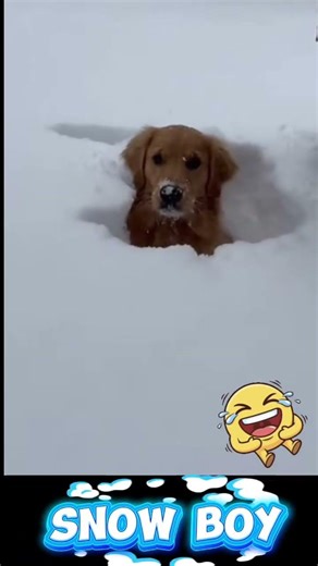 Snow Boy #funny #dog #viral #funny animals #pets #short video