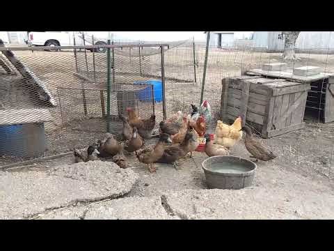 Fine Poultry in Illinois
