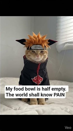 When your cat watches too much Naruto... (PAIN) 🍜💀#Naruto #NarutoShippuden #AnimeMemes #CatCosplay