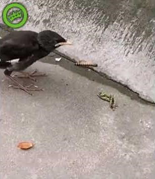 Young bird chasing caterpillar