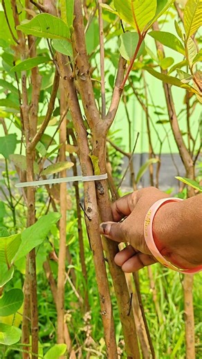 Smart Garden Hack with Zip Ties ✅ #shorts #lifehacks #skills