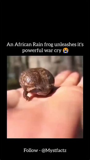 Mystfactz on Instagram: "Grumpy face, squeaky defense 🐸 Meet the African rain frog—small, round, underground survivor that comes alive when the rains hit 🌧️ #AfricanRainFrog #NatureFacts #WildlifeReels #InterestingAnimals #ExploreNature"