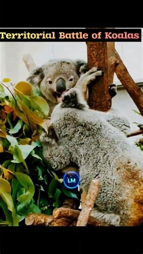 Koala Fight for Territory | Life Motion Live #shortvideo