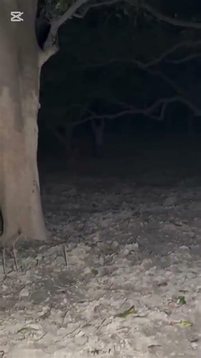 Terrifying Screams Caught on Camera in the Woods at Night #horror #creepy #scary #paranormal #ghost
