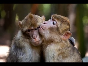 Hidden Passions: Unveiling the Secretive Mating Behavior of Rhesus Monkeys! #MonkeyBusiness #love