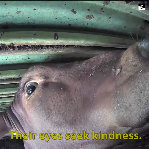 🐾 In a world where animals suffer silently, Sentient stands as a beacon of hope. Our mission is to end the pain, to rescue, to heal, and to give a voice to the voiceless. 🌈 💔 Imagine a world where no animal has to endure cruelty and neglect. Your support brings us closer to that dream. With YOUR help, we can: ✨ Transform despair into hope. ✨ Heal the wounds of innocent souls. ✨ Write a new story for animals in need. ✨ Your donation is a lifeline. It's a chance for a suffering animal to know l