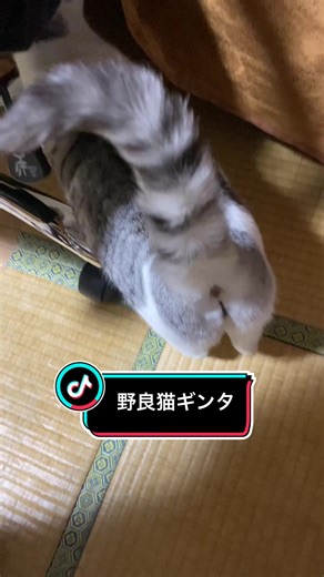 R07/01/18野良猫ギンタ #野良猫 #cat