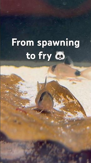 From Spawning to Fry 🐼 | Panda Cory Breeding