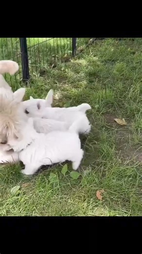 29K views · 1.4K reactions | Share your Westie moments with us... . #westiemoments #westiesofinstagram #westielove #westhighlandwhiteterrier #dogsofinstagram #dog #westielife #westies #westhighlandterrier #dogs #westiepuppy #puppy #westietude #westielover #westiedog #westitude #westieoftheday #westiebestie #whwt #westiemania #westiesofig #terrier #westieworld #westiesarethebest #dogstagram #instadog #westielovers #dogoftheday | Moments with Westie | Facebook
