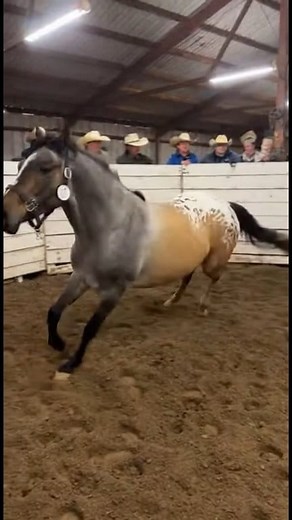 One of a kind Chimera quarter horse #chimera #horse #horseauction | Nikki Skyes