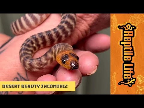 Woma Python | Reptile Life Adelaide