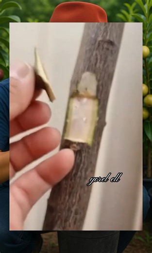 Grafting technique 🌱🌳👌👍 #fblifestyle #Grafting #graftingplant #chipbudding #graftingtechnique | Grafting Techniques