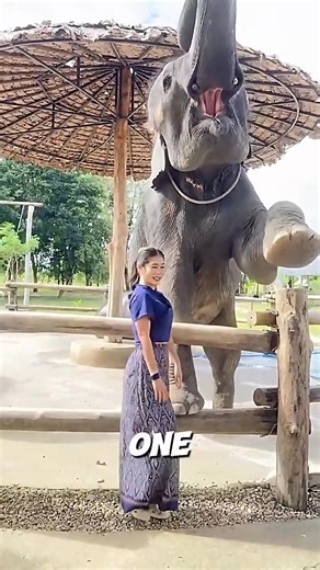 89K views · 5.7K reactions | The elephant did more than the girl expected  _elephant | Stories Of Animals | Facebook
