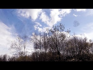 Vision with Floaters (Simulation)