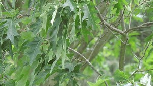 young green leaves of marsh oak, Quercus palustris in a spring garden, summer park stretched out from strong wind, tree branches sway, blur organic plant leaves, natural peaceful background