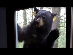 Watch as Terrifying Bear With a Taste for Brownies Refuses to Leave Woman's Home