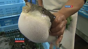 1.1M views · 8.1K reactions | Fugu-fish - Most Dangerous Foods Follow us: Jrock Radio | Jrock Radio | Facebook