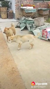 57K views · 417 reactions | dog dancing  | Best Videos | Facebook