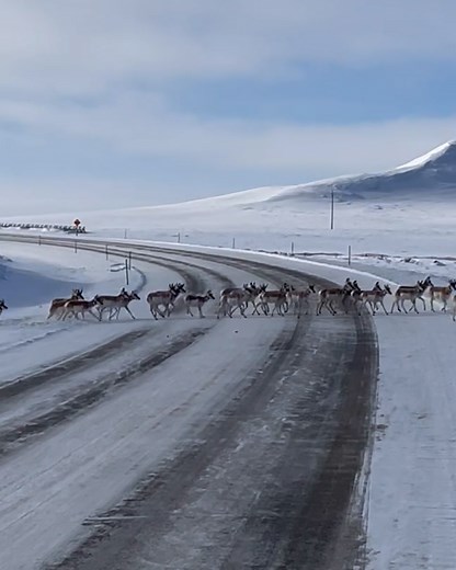 Why did the herd of antelope cross the road... 🦌 | UNILAD