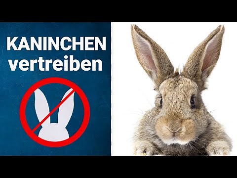 Kaninchen im Garten vertreiben | Praktische Tipps ✅