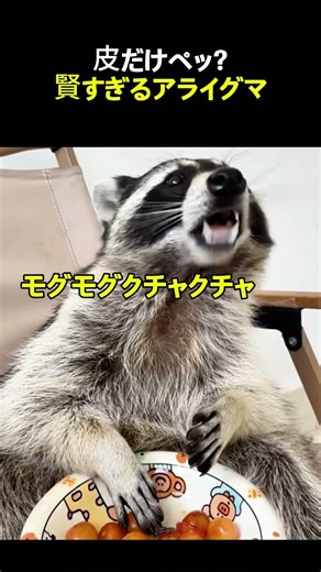 皮だけペッ?賢すぎるアライグマ