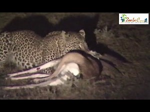 ヒョウの狩り、そしてオスライオンが・・・ Wild Animals in Africa / Leopard hunting at night, and lion appeared.