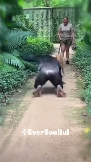 Chimp Missed His Dog Brother So Much 💖