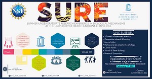 Summer Undergraduate Research Experience - Summer Undergraduate Research Experience in Biological Mechanisms at UNC-Chapel Hill (SURE-REU)
