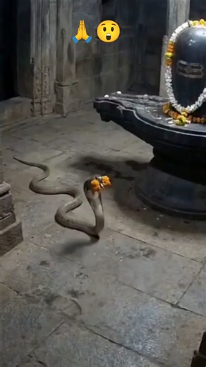 Shiv Tandav Jhaki Shyam baba bhajan sandhya #tandav #shiv