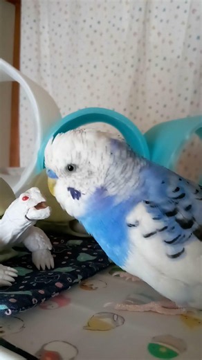 可愛いルートちゃん💙 セキセイインコ オス ８歳 #shorts #ルートくん #セキセイインコ #birds