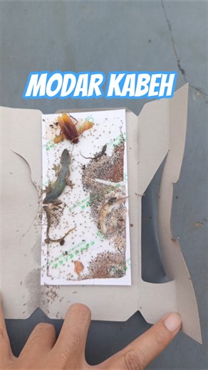 Effective Ways to Get Rid of Geckos & Cockroaches #geckos #cockroaches