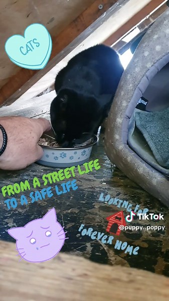 Taming a Stray Cat: Floki's Heartwarming Journey