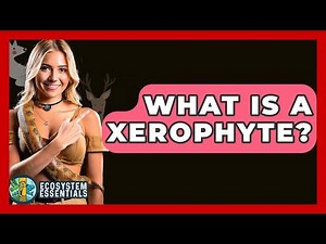 What Is A Xerophyte? - Ecosystem Essentials