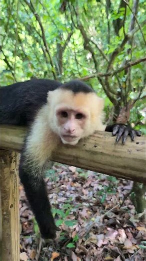White-Faced Capuchin Monkeys #monkey #animals #travel #wildlife #manuelantonio