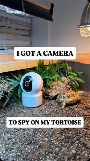 Juno 🐢 on Instagram: "If you want a camera to spy on your tortoise or pet, especially if they dress up (maybe that’s just Juno), then you need the Anona indoor cam 📸🐢 You can use juno15 for 15% off. Use the link in my bio to redeem! 💚 (Ad) #anona #indoorcamera #viral #fyp #pet"
