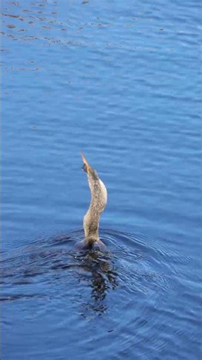 Before and After. Anhinga gulps down big fish catch