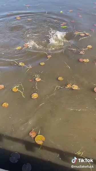 They were on fire today!! ##mn #carp #bowfishing #backwatermudmotors #fjb #fuckoff #mudmotor #fyp