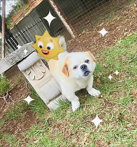 28K views · 263 reactions | Ai this Peke-Pug cross boy is special. He...