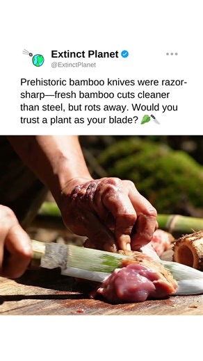 Bamboo blades were invisible technology 🥬🔪 #prehistoric #prehistory