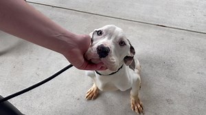 Welcome this precious boy Billy to our adoption zone. He is around 8 months and 28 pounds. We do have him on extra food to help him gain weight. He is so sweet and gentle. He was meeting the best boy Odie who is just the perfect dog. Odie is around 1 year old and 48 pounds. These boys are looking for a loving home. Call Tracey 4789540833 at Bibb County Sheriff's Office Animal Services to visit. | Bibb County Sheriff's Office Animal Services