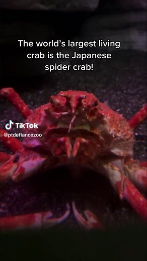Discover the Japanese Spider Crab - The World's Largest Crab!