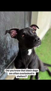 Did you know that black dogs are the last to get adopted at shelters? Join us today, Black Friday at our Black Dog Adoption Day at Big Dog Ranch Rescue! Help us give every dog a loving forever home this holiday season! $100 adoption for all black dogs today and $200 for all black puppies! 💙Miracle Fund Donate: www.BDRR.org/miracle-fund 🐾 Adopt: www.BDRR.org/adopt🏠 Foster: foster.manager@bdrr.org💲Venmo: @bigdogranchrescue💰CashApp: @bigdogranchrescue💵Zelle: finance@bdrr.org | Big Dog Ranch R